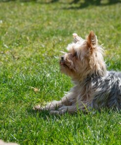 Unghund/vardagslydnad-Bäst var dag 28/4 Projektkurs