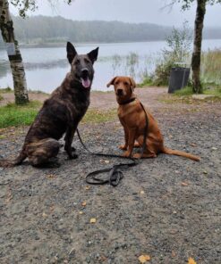 Valp- och Unghundskurser