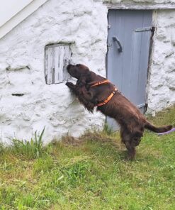 Nosework Nybörjarkurs steg 2, 25/5 kl 19:45