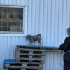 Nosework summit 16/8