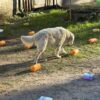 NoseWork Clear Round klass2 15/8