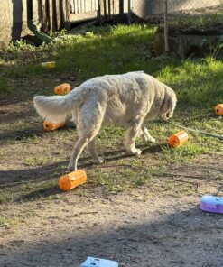 NoseWork Clear Round klass2 15/8