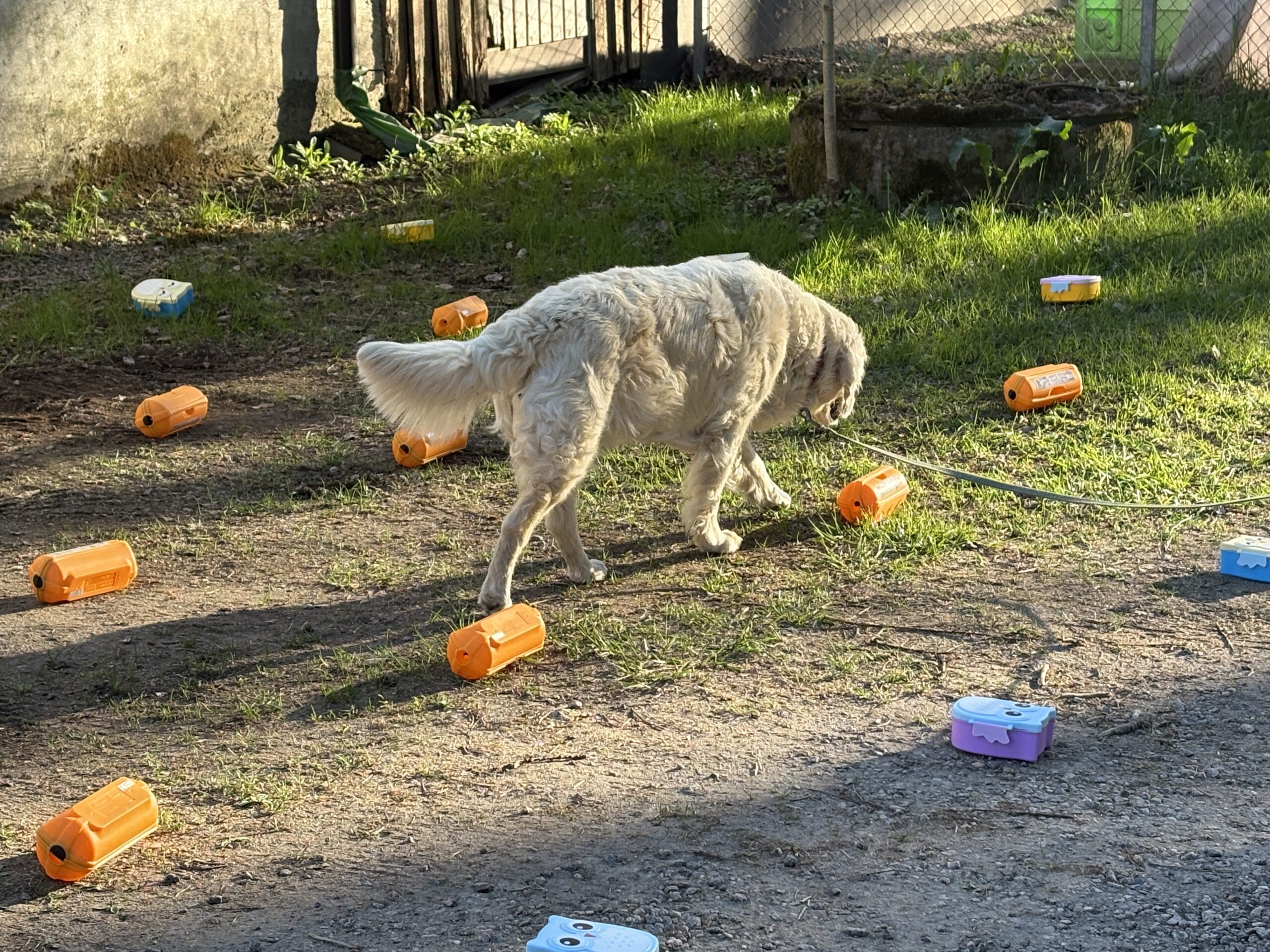 NoseWork Clear Round klass2 15/8