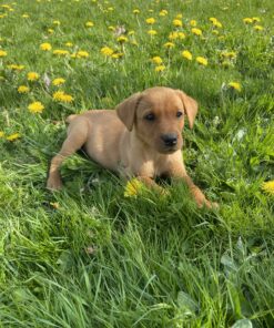 Valpkurs BÄSTA VALPEN Projektkurs 28/4