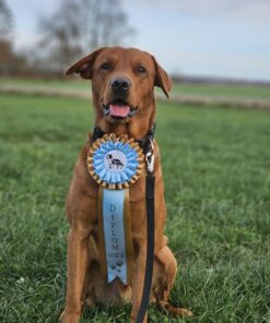 Nosework fortsättning steg 4, 2/6 kl 17:15