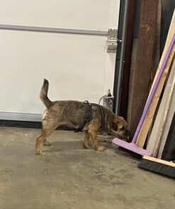 Nosework fortsättning steg 3, 21/5 kl 19:45