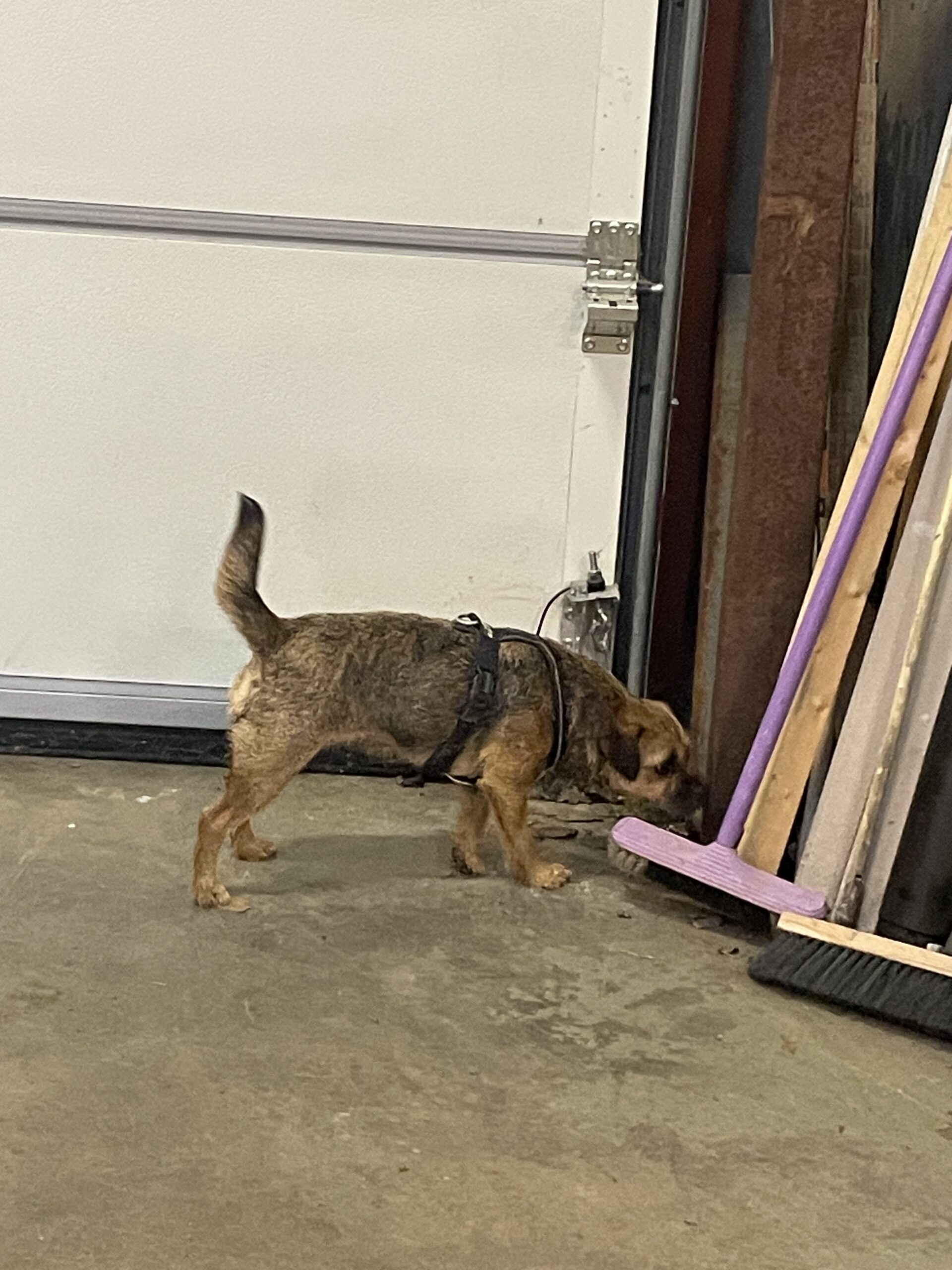 Nosework fortsättning steg 3, 21/5 kl 19:45