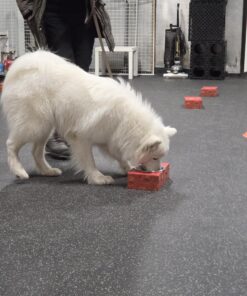 Nybörjarkurs Nosework klass1 4/3 kl 19:45