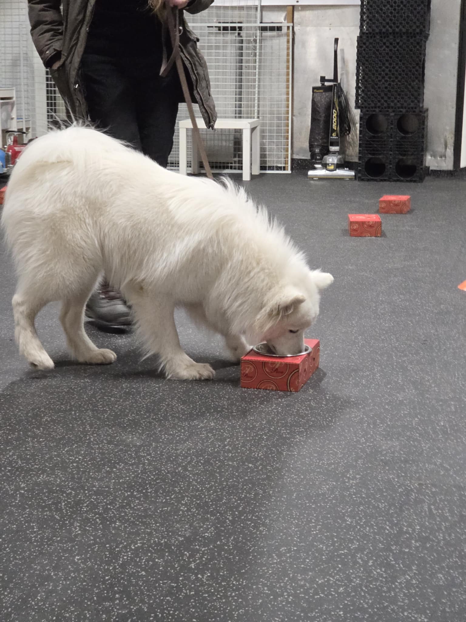 Nybörjarkurs Nosework klass1 4/3 kl 19:45