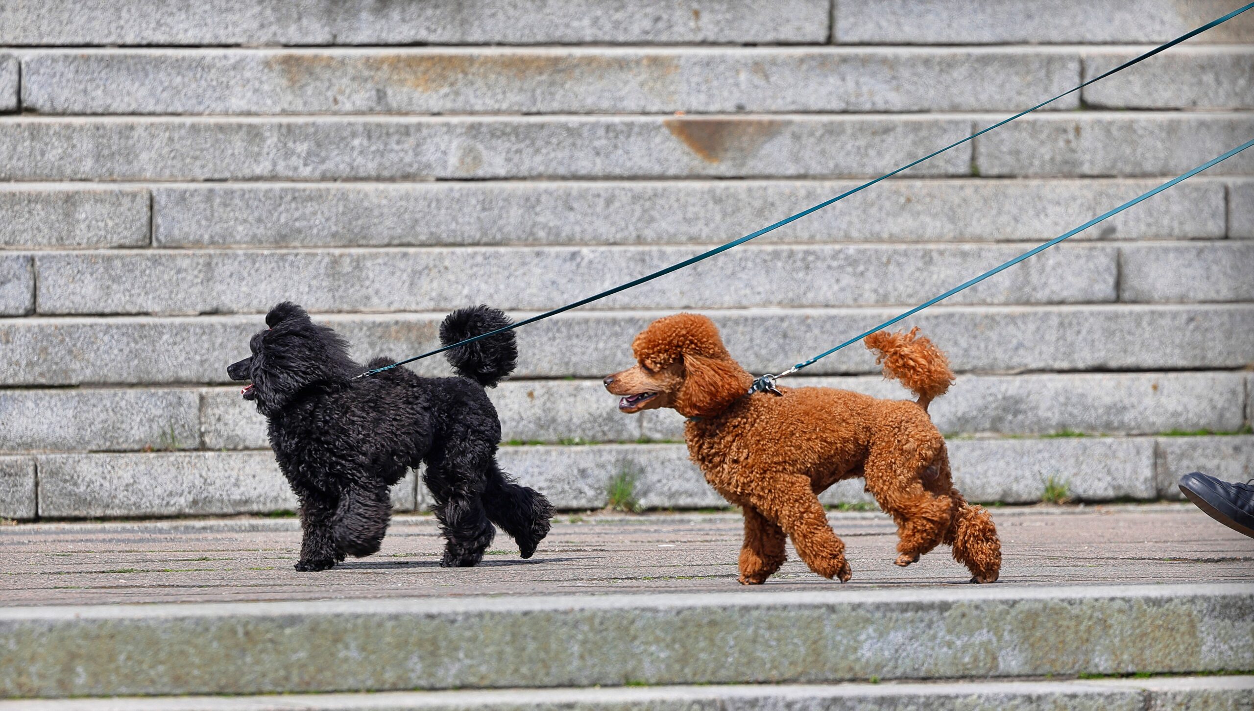 Promenad och koppelkurs 30/10