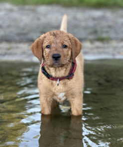 Valpkurs för Sofia 21/10  kl 18:15