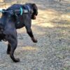 Träningskort för hund- NYHET från 10 aug