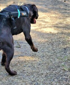 Träningskort för hund- NYHET från 10 aug