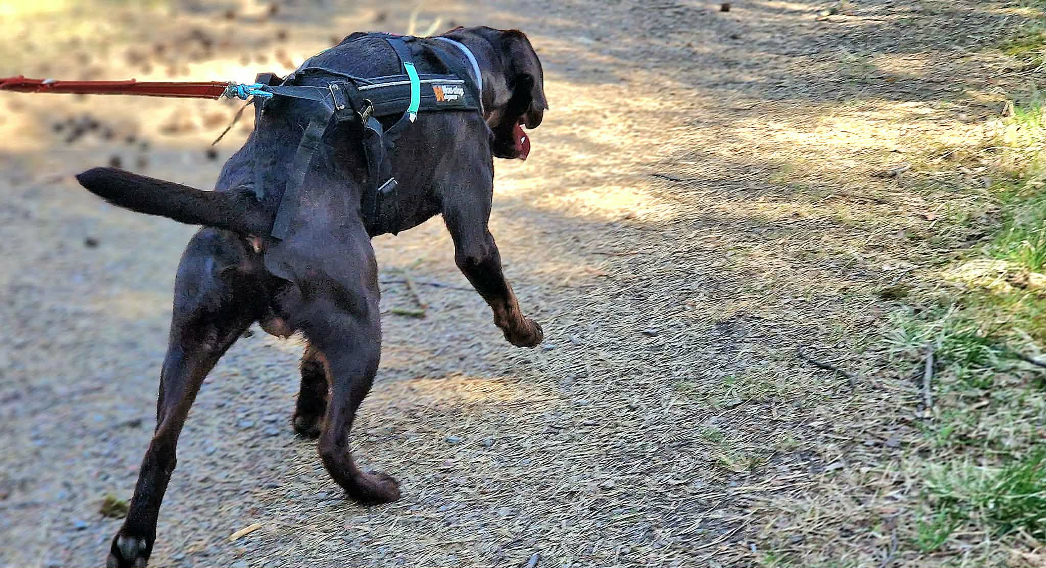 Träningskort för hund- NYHET från 10 aug