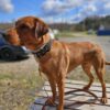 Från kontroll till tillit – Att möta hunden där den är 16/9