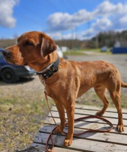 Från kontroll till tillit – Att möta hunden där den är 16/9